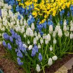 Bulbes à fleurs à planter à l'automne - Muscari en Mélange (x40) - face recto